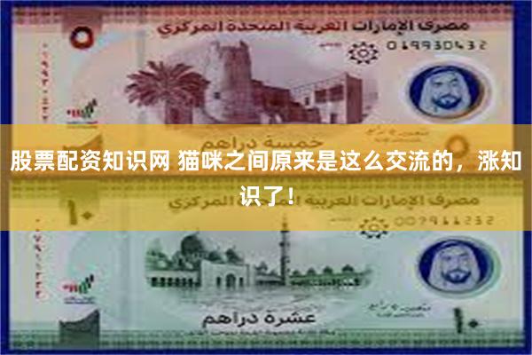 股票配资知识网 猫咪之间原来是这么交流的，涨知识了！